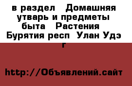  в раздел : Домашняя утварь и предметы быта » Растения . Бурятия респ.,Улан-Удэ г.